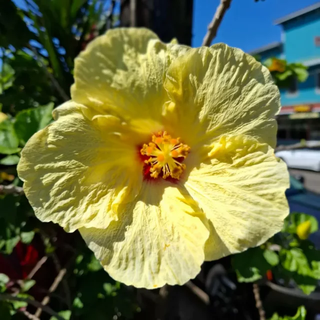 Hawaiis Pflanzenwelt ist ein wahres Wunder der Natur – ein poetisches Zusammenspiel aus Farben, Formen und Düften, das die Seele berührt. Hier, mitten im endlosen Blau des Pazifiks, gedeihen Pflanzen, die es nirgendwo sonst auf der Welt gibt. Jeder Baum, jede Blüte erzählt eine Geschichte von der sanften Umarmung tropischer Winde, von der warmen Erde und vom lebensspendenden Regen, der aus den hohen Bergen herabfällt wie silberne Fäden eines himmlischen Webstuhls.

Der Hibiskus, Hawaiis Nationalblume, blüht in schillernden Gelb-, Rot- und Pinktönen, als würde die Sonne selbst sich in ihren Blüten spiegeln. Plumeria-Bäume verströmen ihren betörenden Duft, ihre zarten Blüten werden liebevoll zu duftenden Lei-Kränzen geflochten, die Menschen verbinden und Aloha in die Welt tragen. 🌺

Jede Pflanze Hawaiis ist ein Geschenk, ein Lied der Natur, das von der Schönheit und der Zerbrechlichkeit dieses Paradieses erzählt. Wer durch diese üppige Welt wandelt, spürt, dass hier mehr als nur Pflanzen wachsen – hier gedeiht der Geist des Aloha, eine tiefe Verbundenheit mit der Erde, dem Himmel und dem Ozean.

Geküsst vom wunderbaren Reuchtum von Mutter Erde. ❤️
Ehren wir sie und geben ihr, was sie dringend braucht. 

Ich bin tief berührt von der Schönheit dieses wunderbaren Ortes. 💝